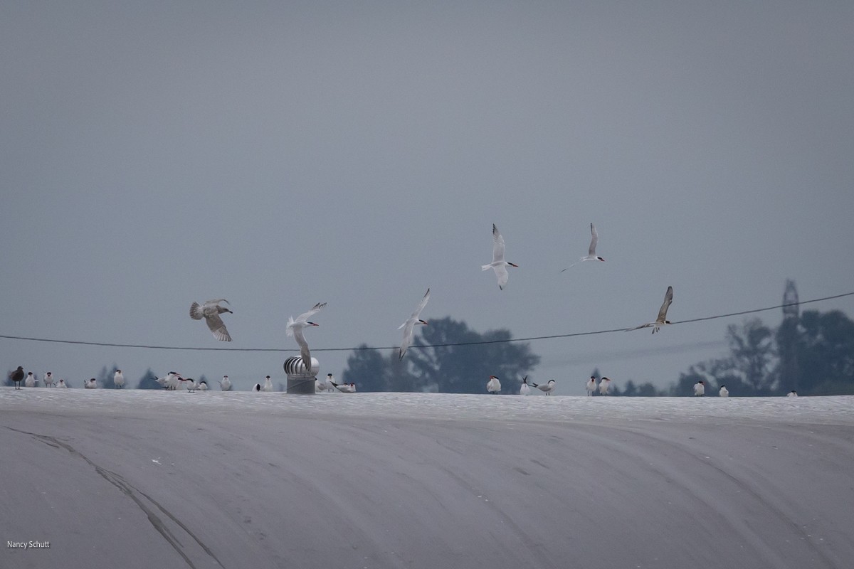 Caspian Tern - ML608283758