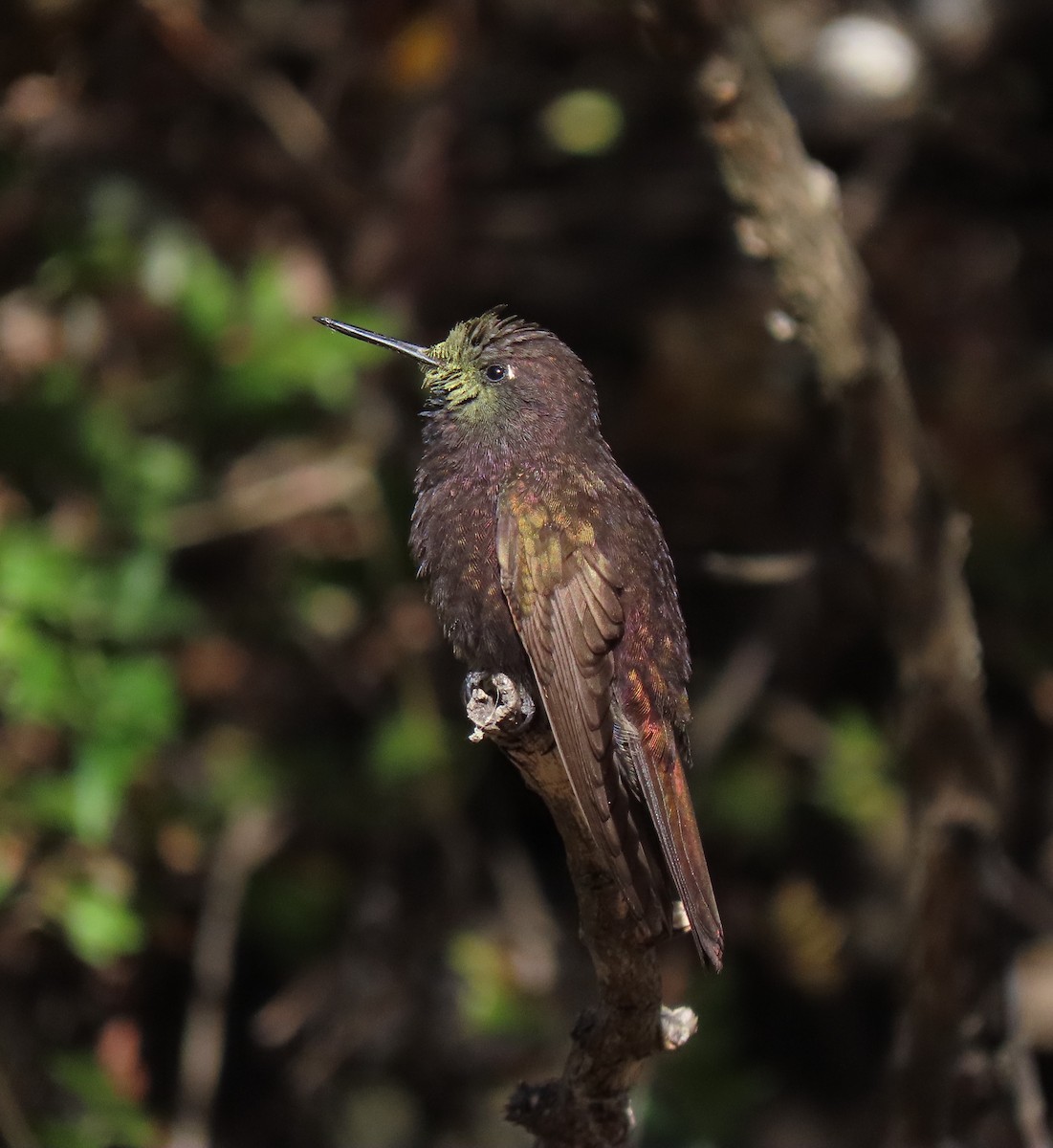 kolibřík mourovatý - ML608283777