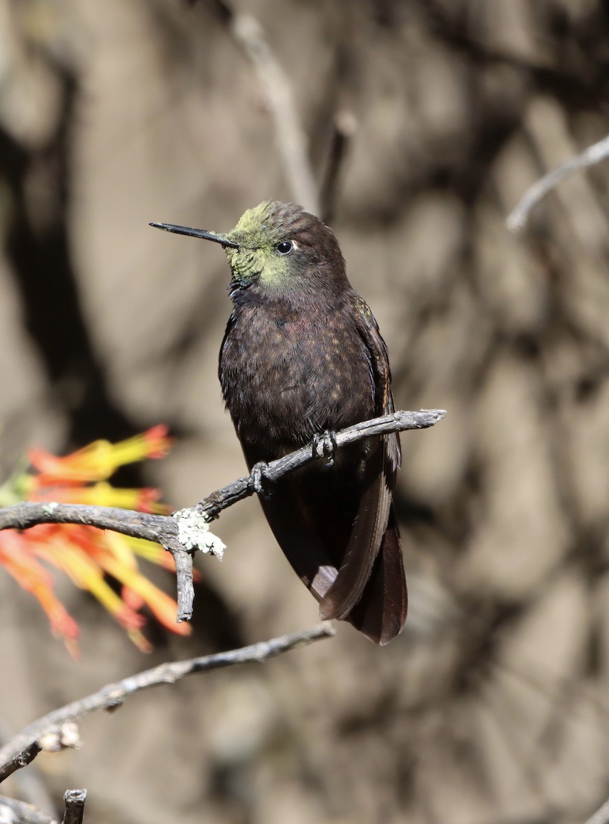 kolibřík mourovatý - ML608283862