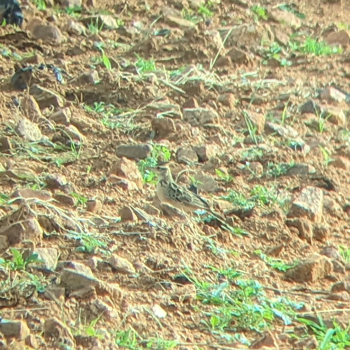 Tawny Lark - Karthik Thrikkadeeri