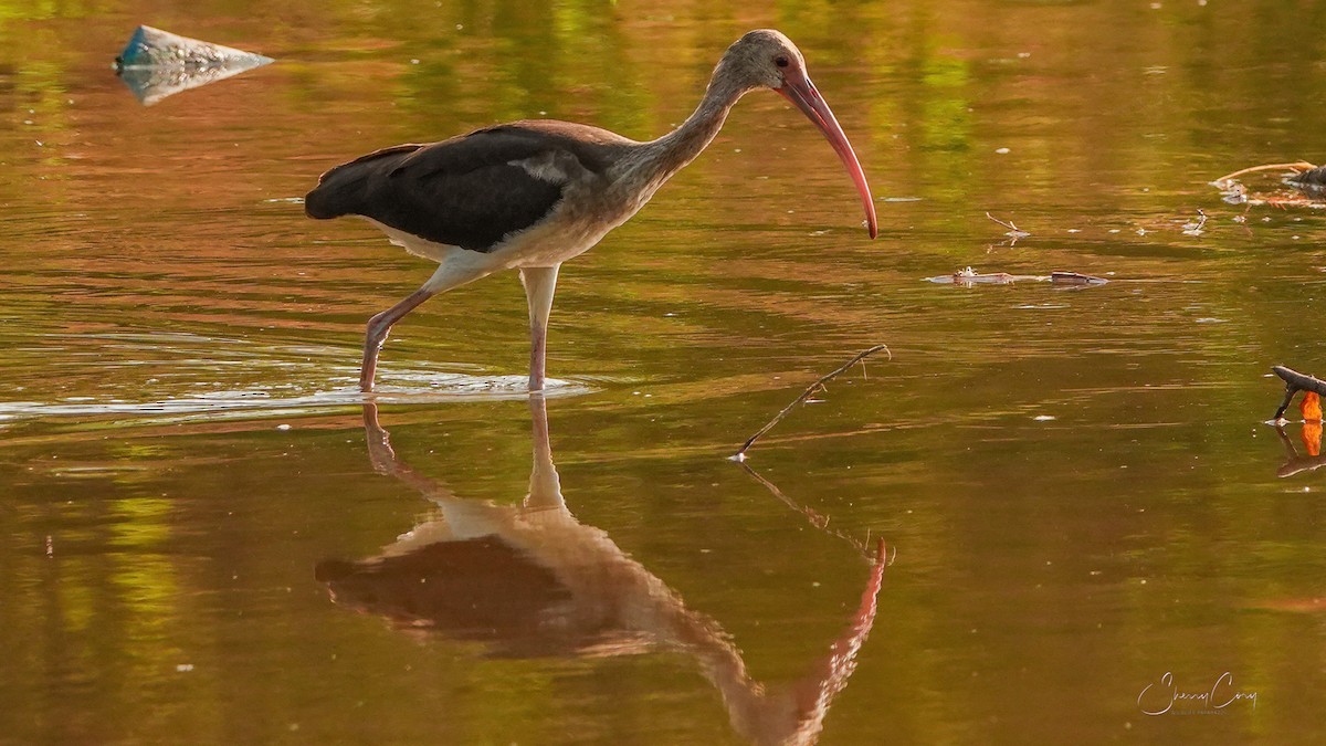 White Ibis - ML608283968