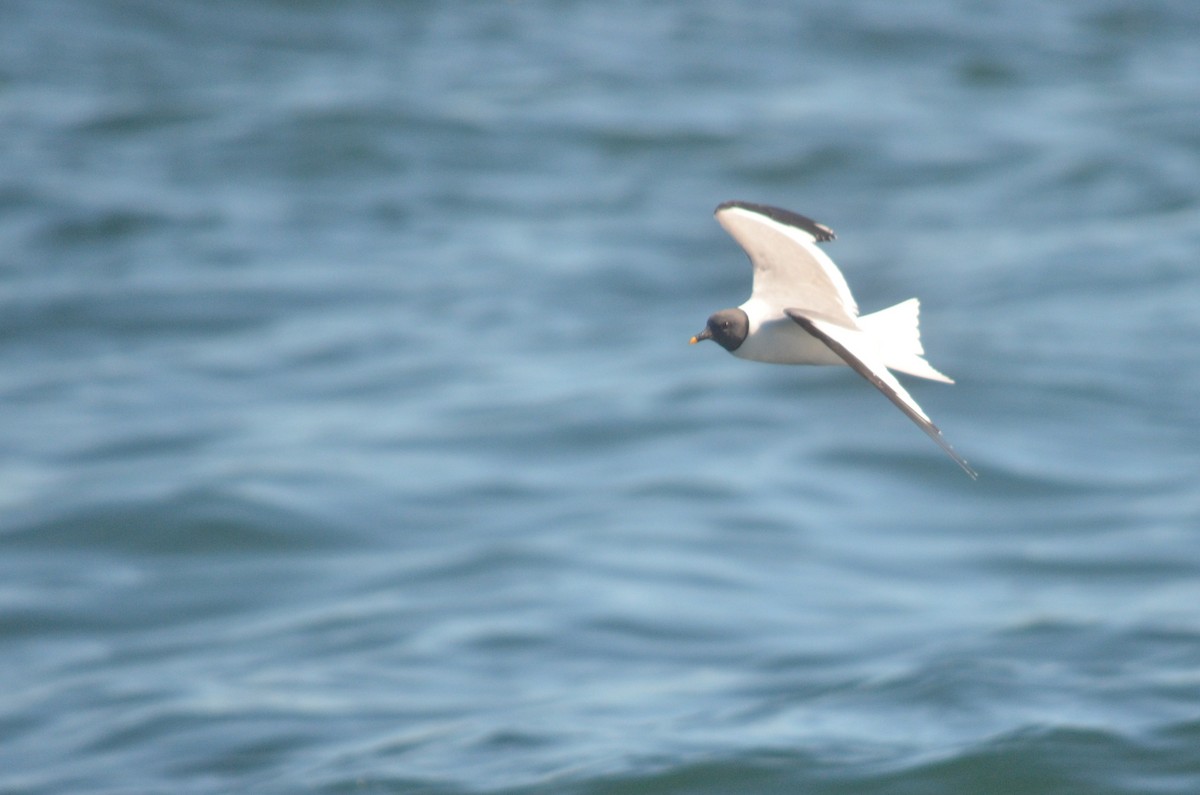 Sabine's Gull - Matthew Dickerson