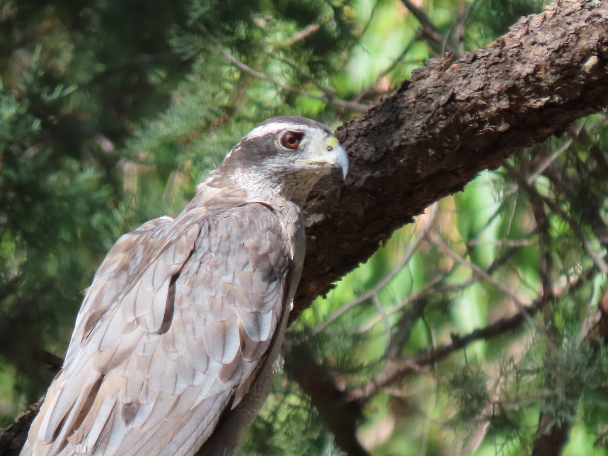 American Goshawk - ML608284042