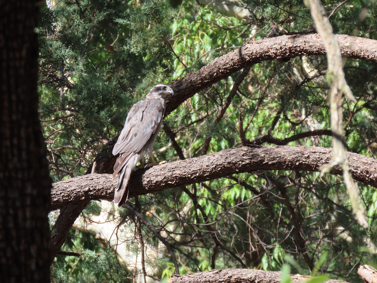 American Goshawk - ML608284046