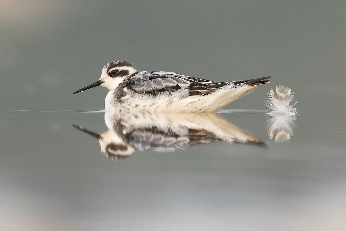 Red-necked Phalarope - ML608284056