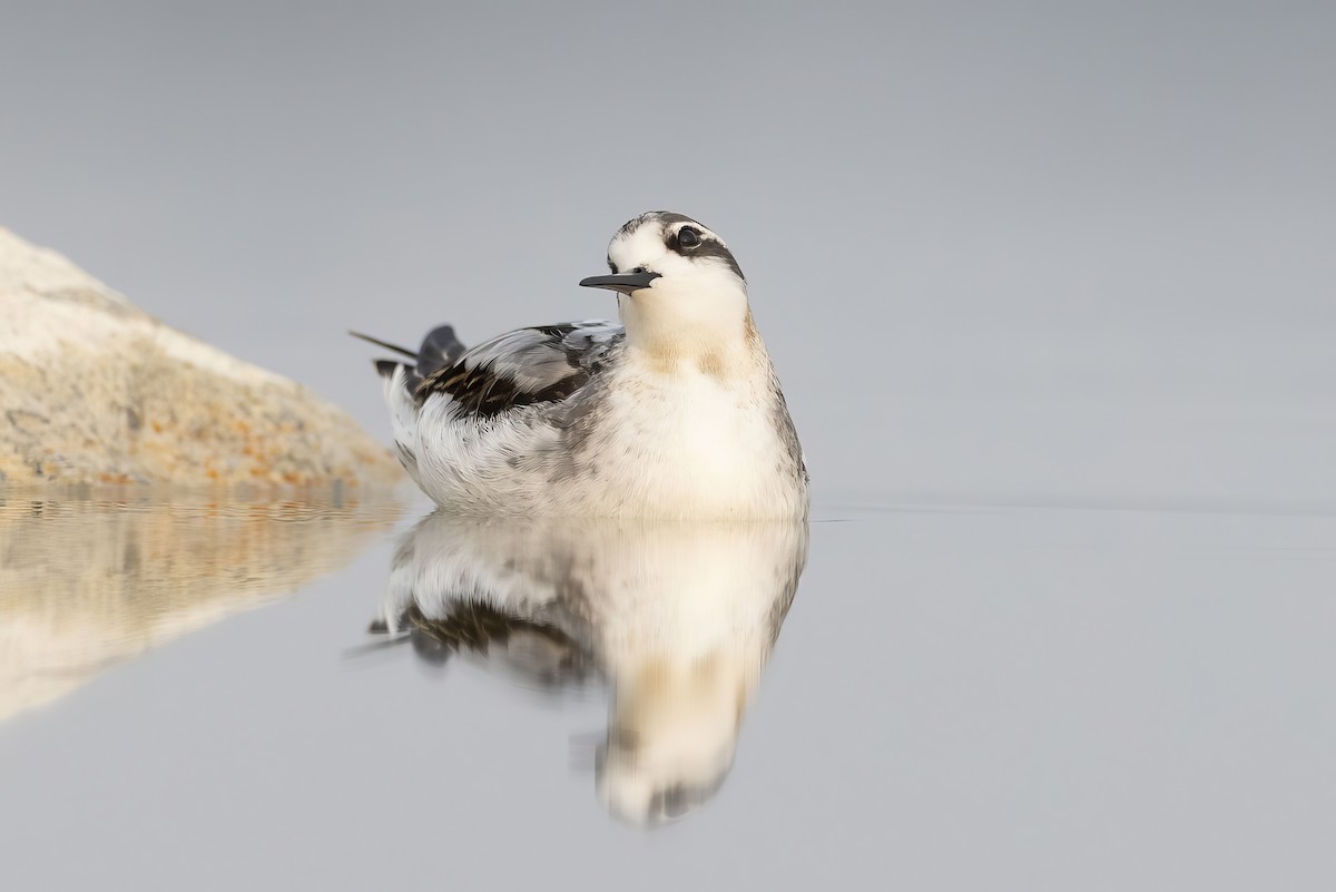 Phalarope à bec étroit - ML608284063