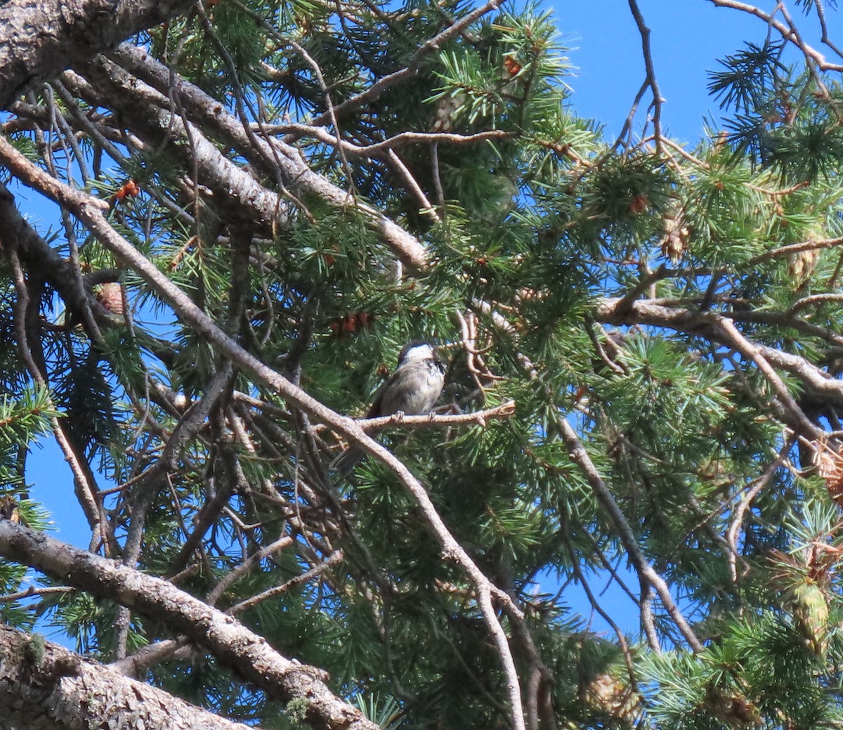 Mexican Chickadee - ML608284071