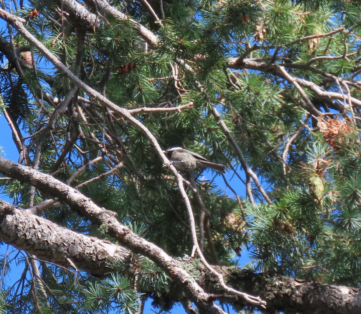 Mexican Chickadee - ML608284072