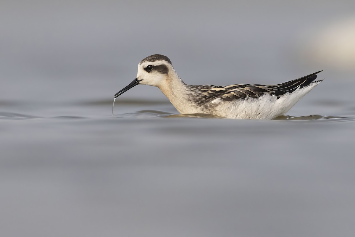 Phalarope à bec étroit - ML608284079