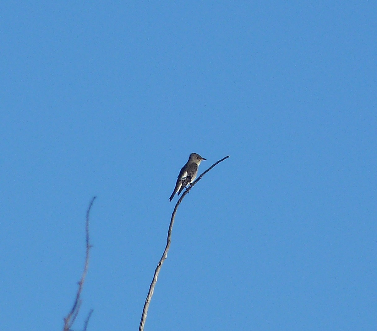 Olive-sided Flycatcher - Kenneth Stinchcomb