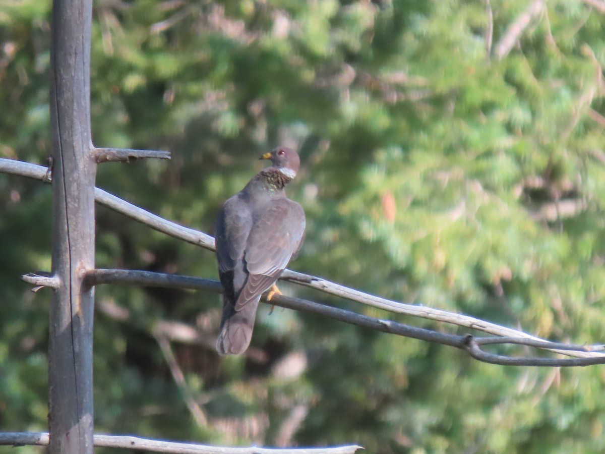 Band-tailed Pigeon - ML608284083