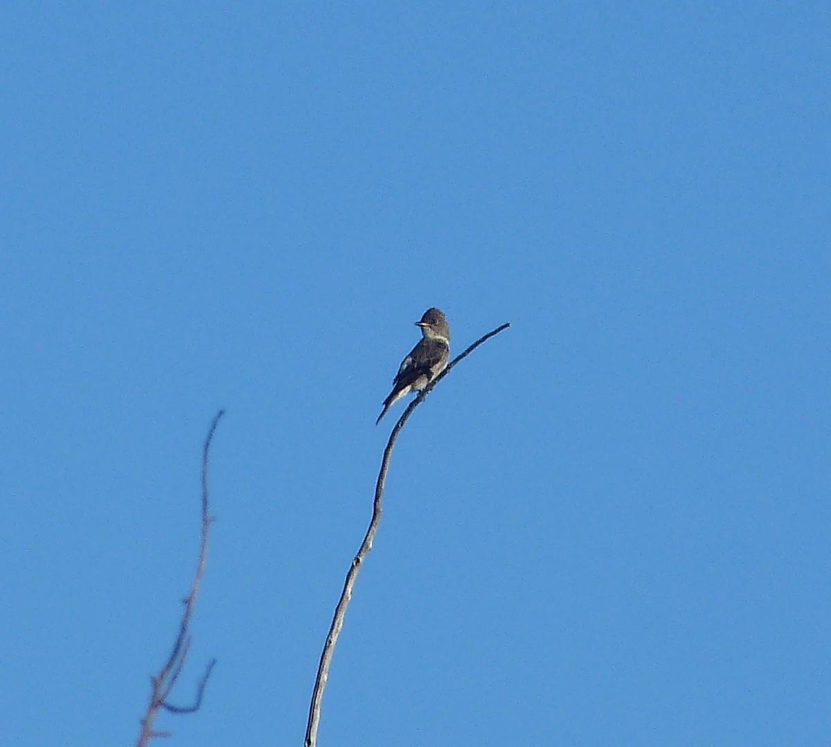 Olive-sided Flycatcher - ML608284084