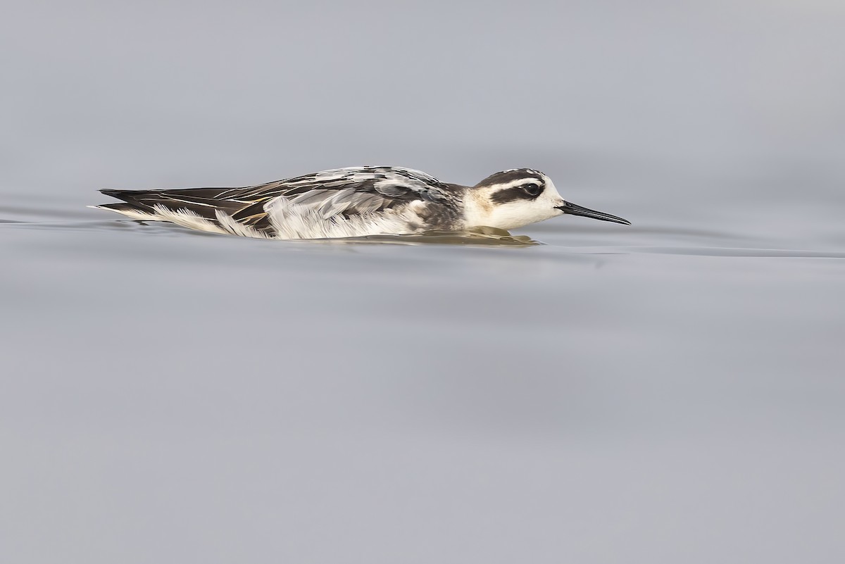 Red-necked Phalarope - ML608284086