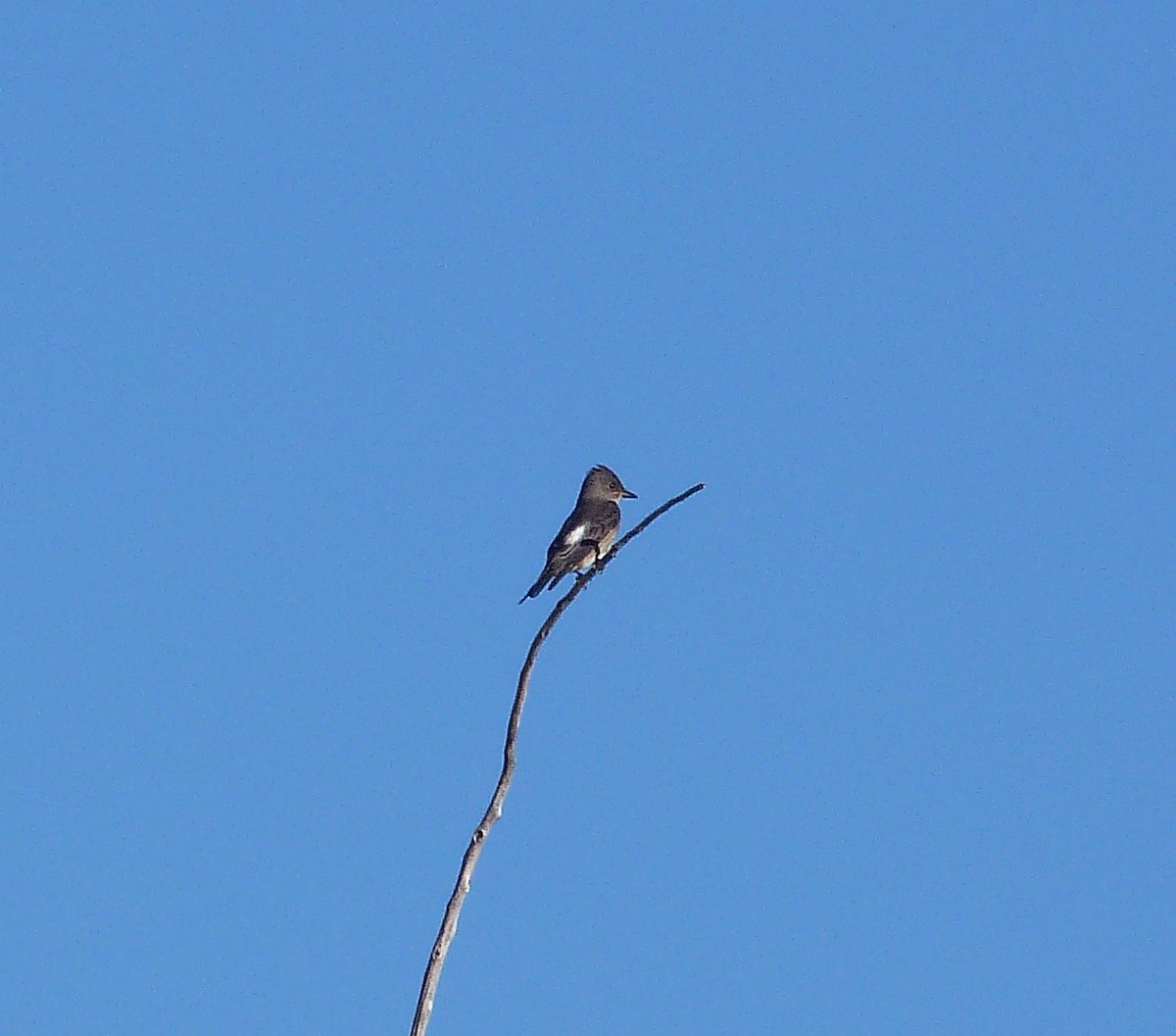 Olive-sided Flycatcher - Kenneth Stinchcomb