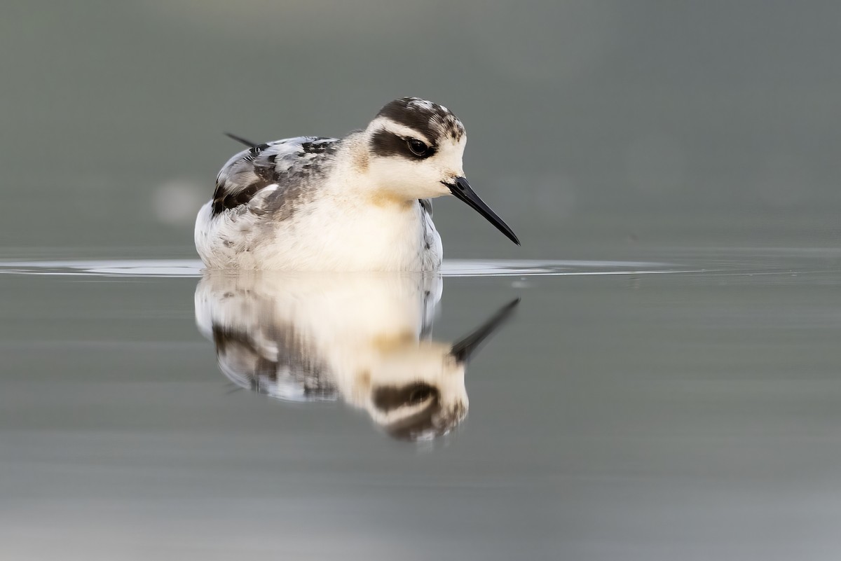 Phalarope à bec étroit - ML608284095