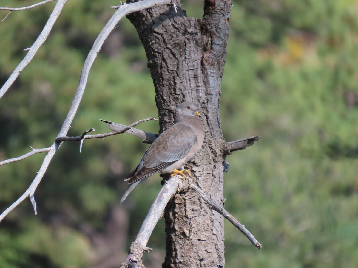 Band-tailed Pigeon - ML608284100