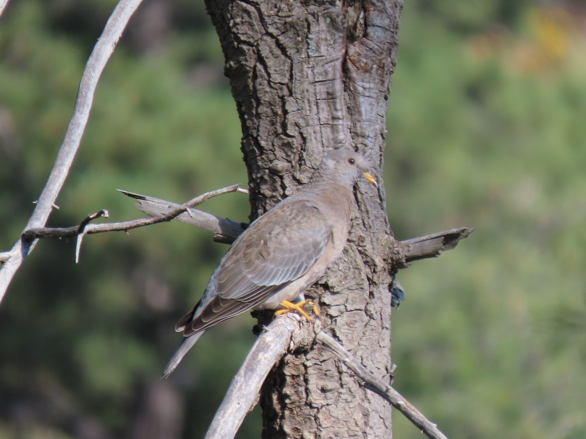 Band-tailed Pigeon - ML608284101