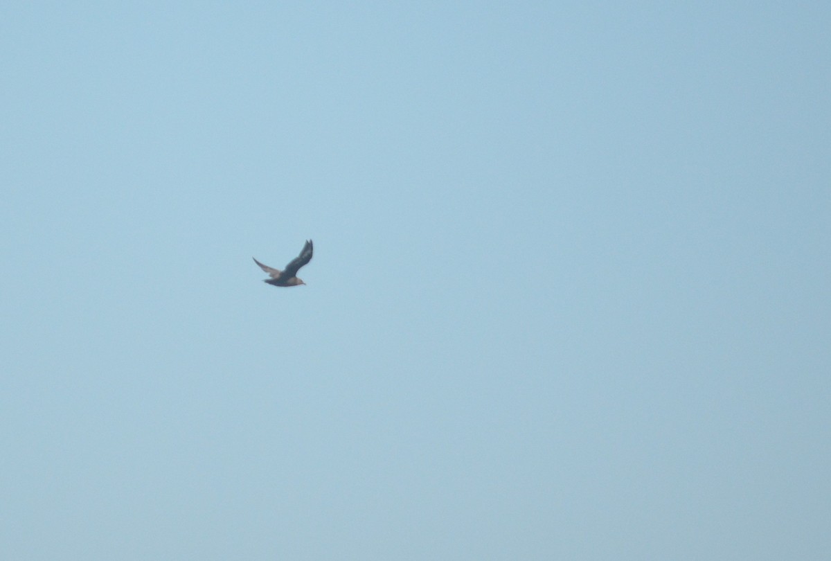 South Polar Skua - ML608284179