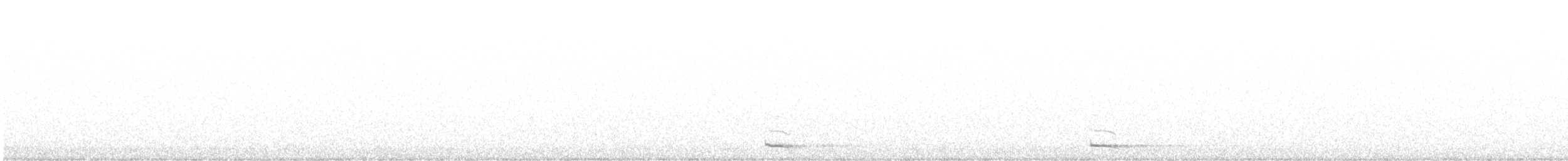 Chevêchette naine (groupe californicum) - ML608284383