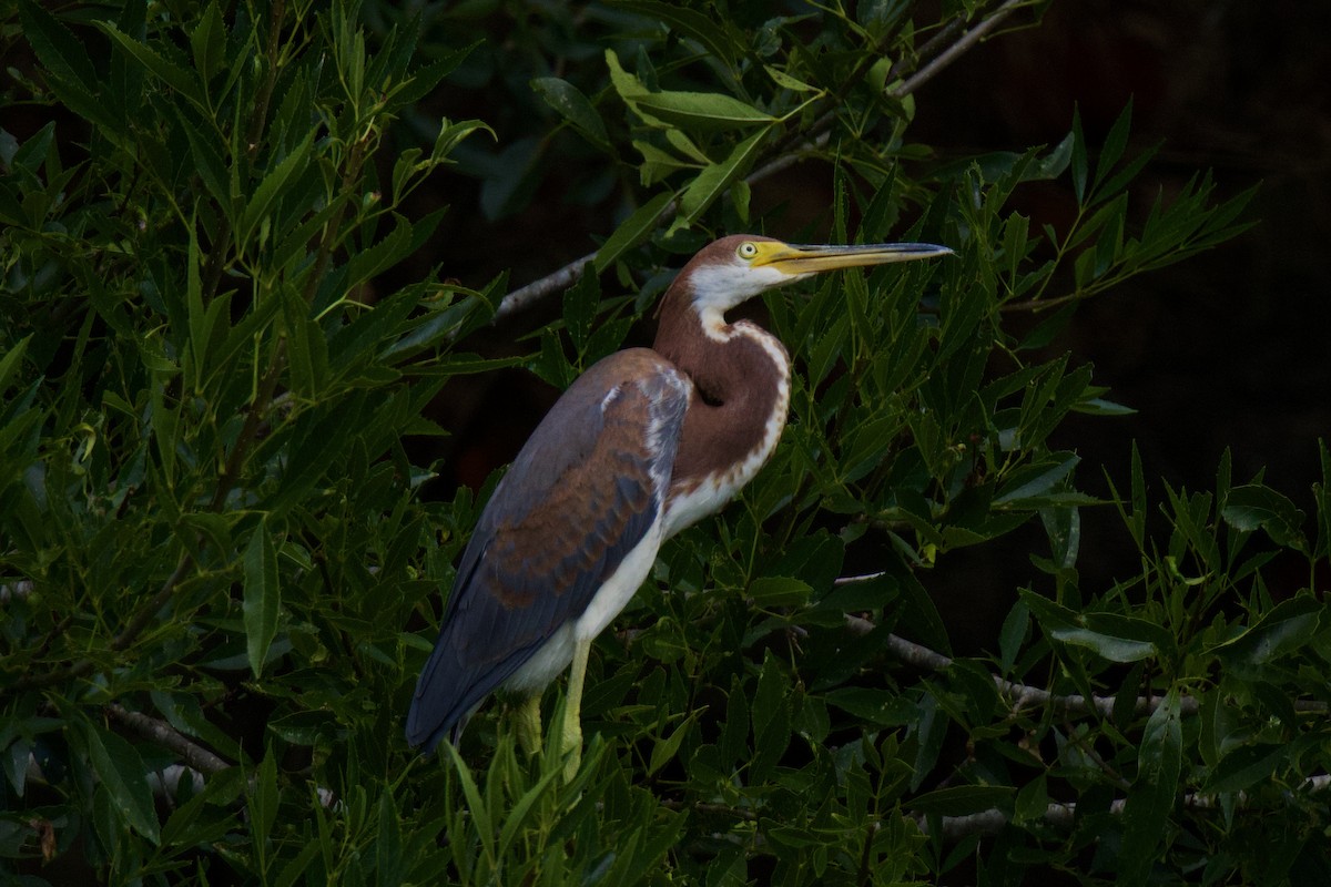 Tricolored Heron - Ardell Winters
