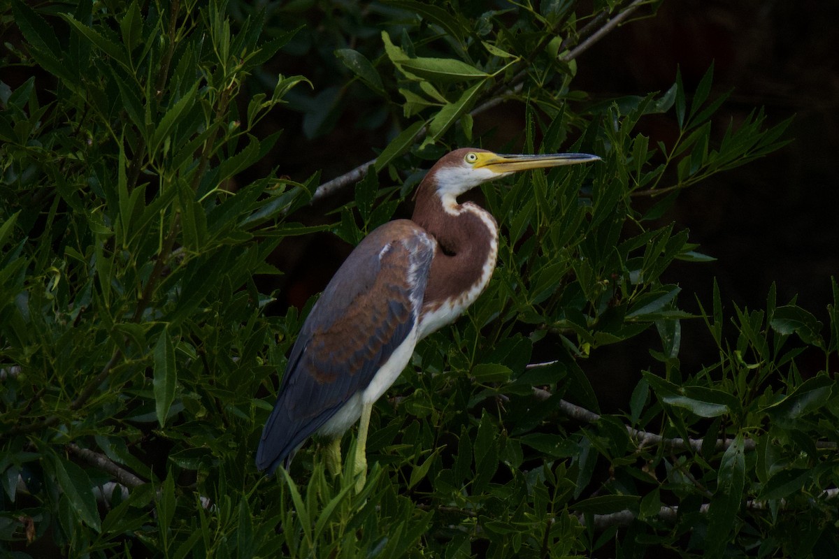 Tricolored Heron - ML608284388