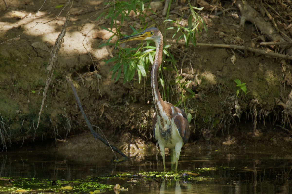 Tricolored Heron - ML608284389