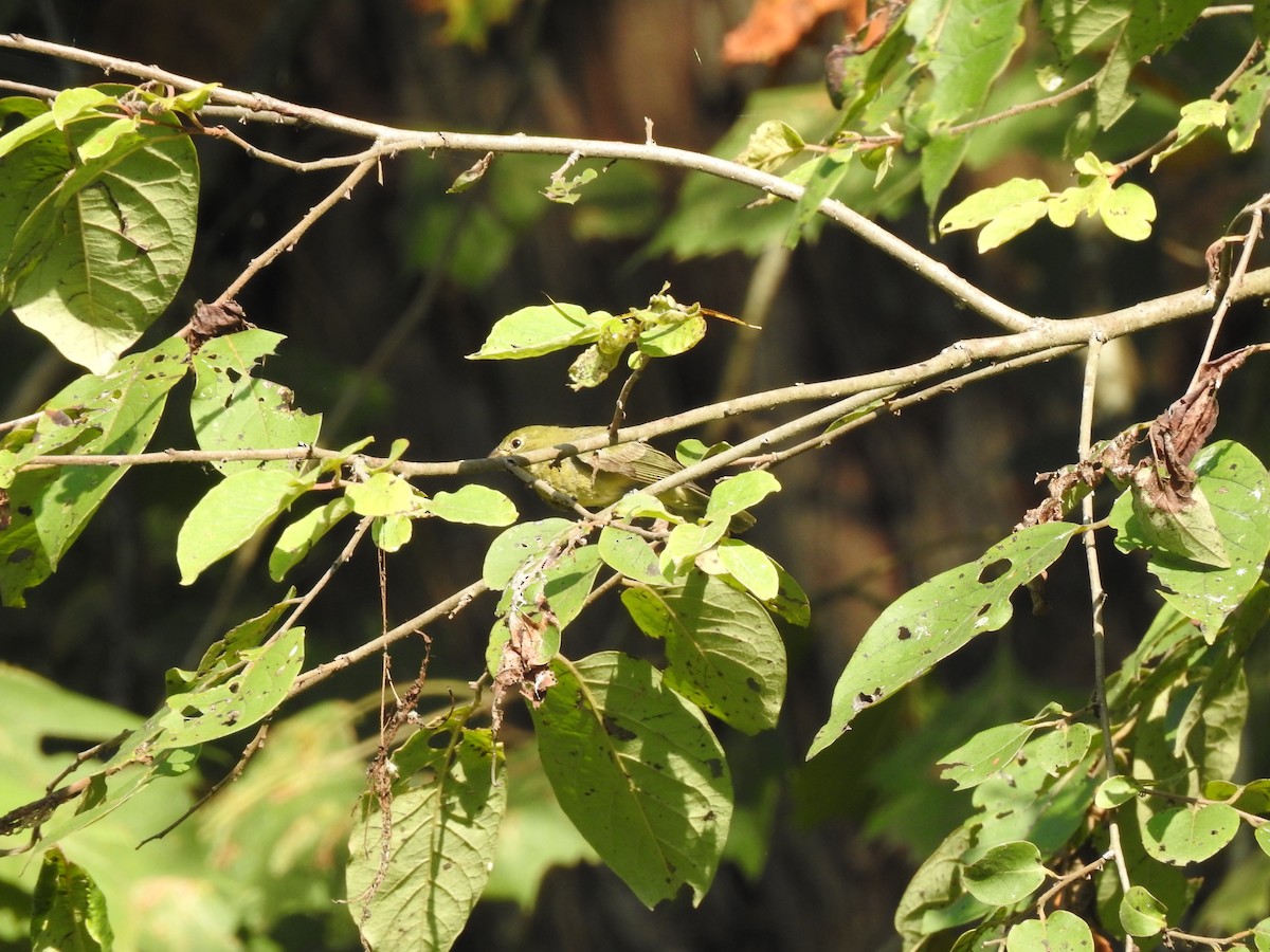 Painted Bunting - ML608284403