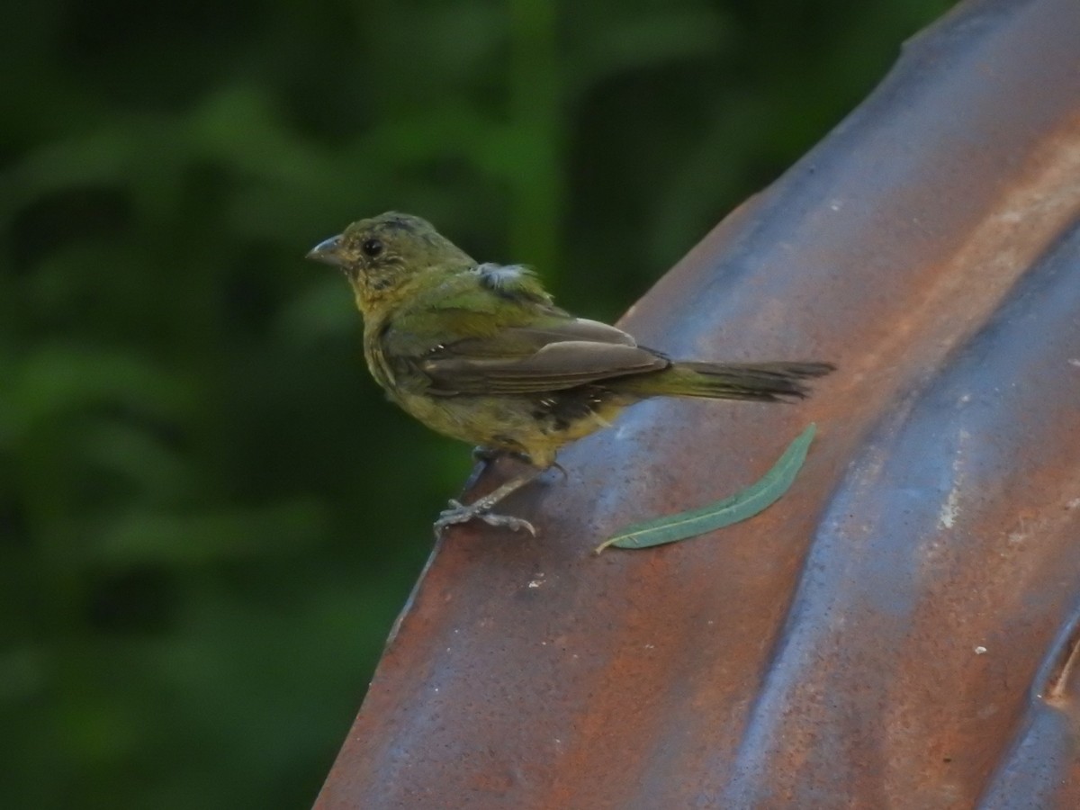 Painted Bunting - Joseph Aubert