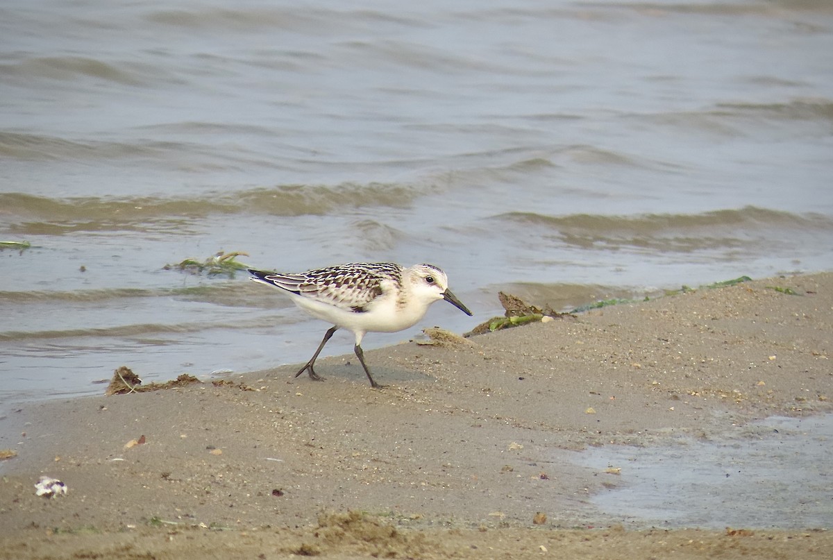 Sanderling - ML608284439