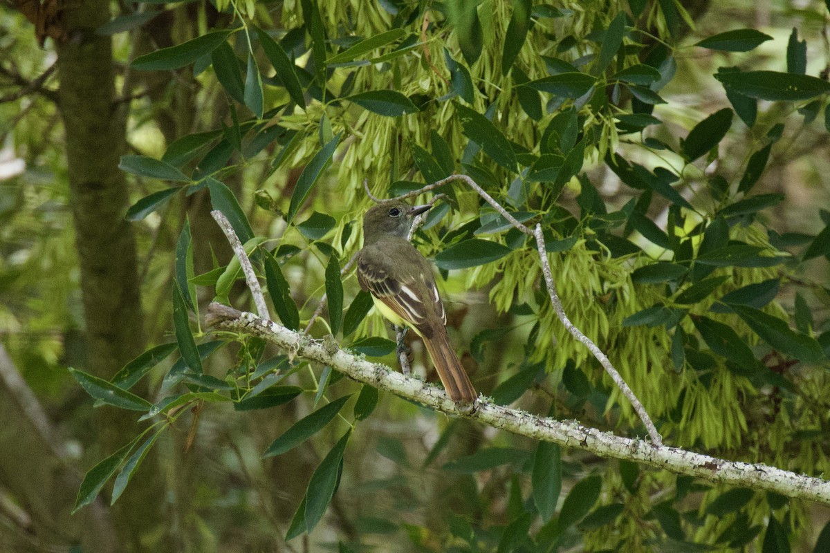 Great Crested Flycatcher - Ardell Winters