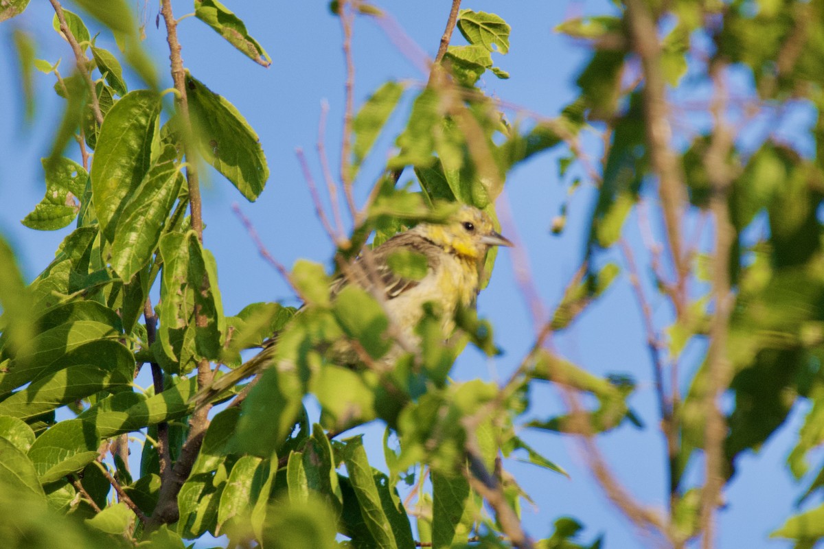 Bullock's Oriole - ML608284482