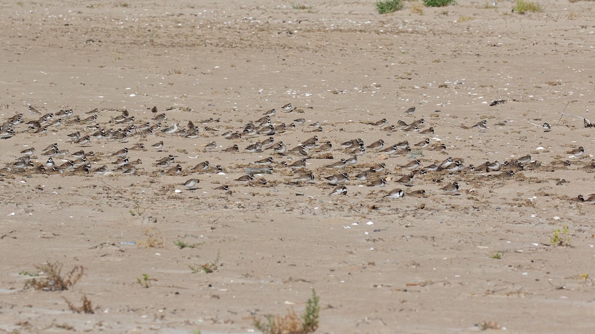 Semipalmated Plover - ML608284558