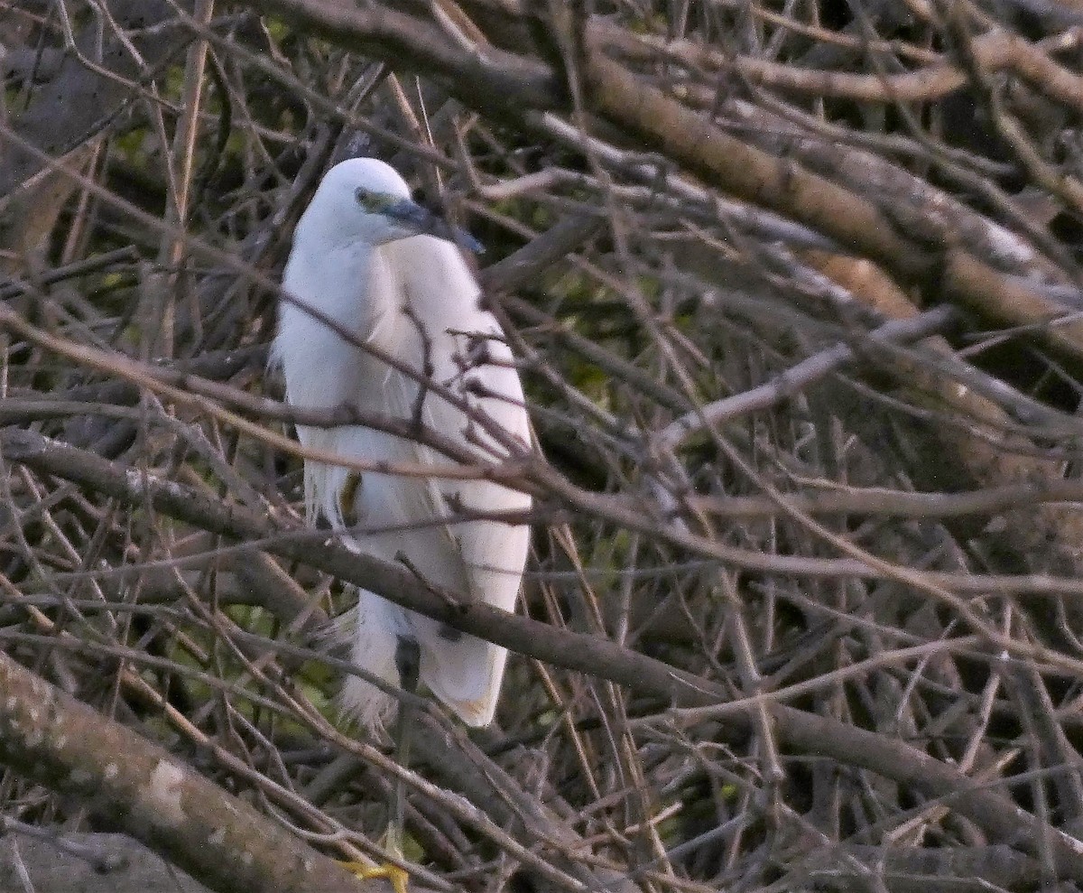 Little Egret - ML608284675
