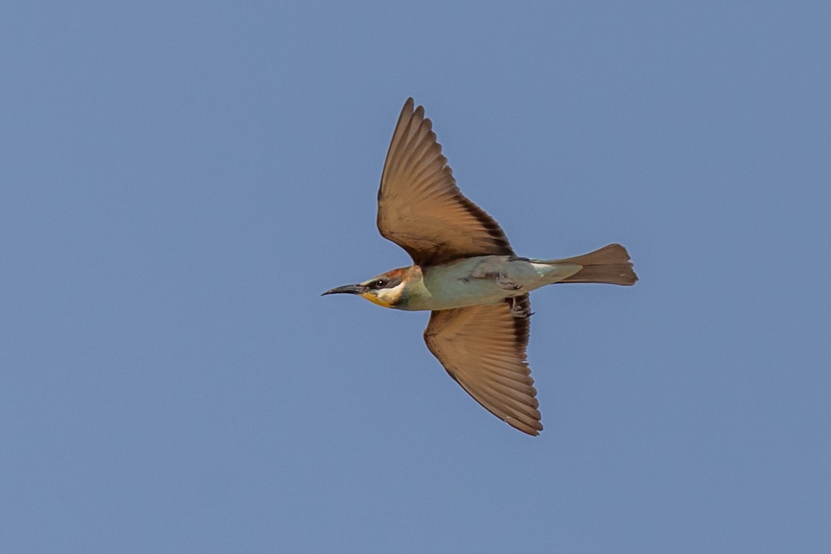 European Bee-eater - ML608284691