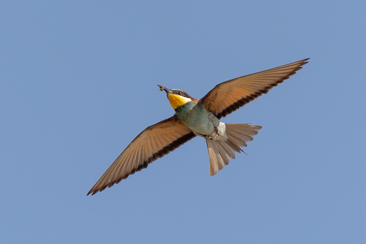 European Bee-eater - ML608284692