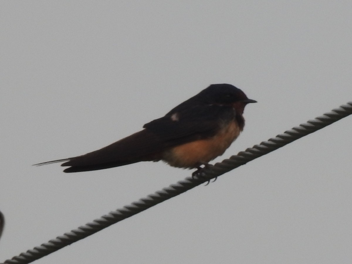 Barn Swallow - Joseph Aubert