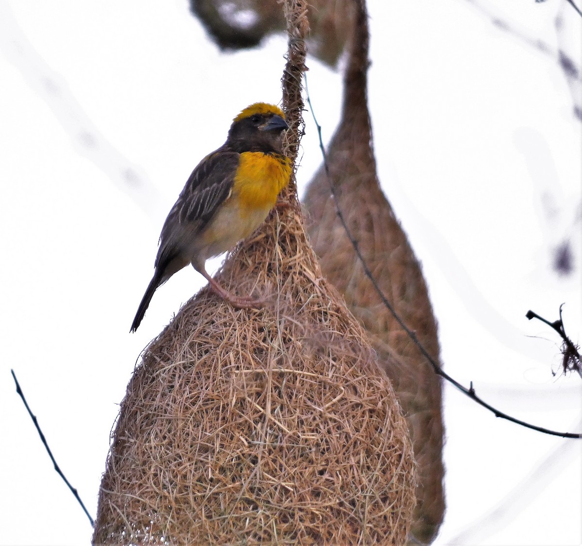 Baya Weaver - ML608284710