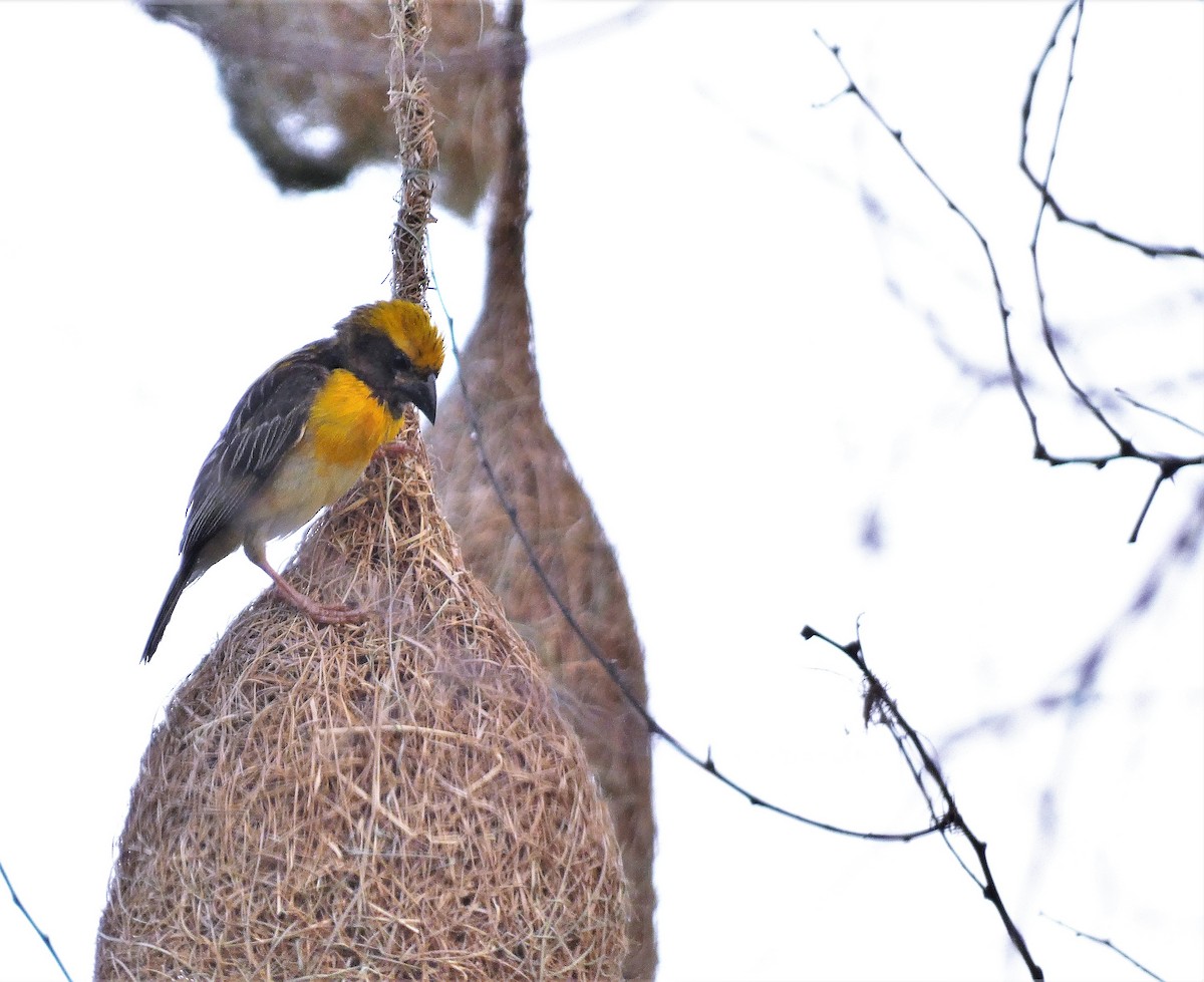 Baya Weaver - ML608284711