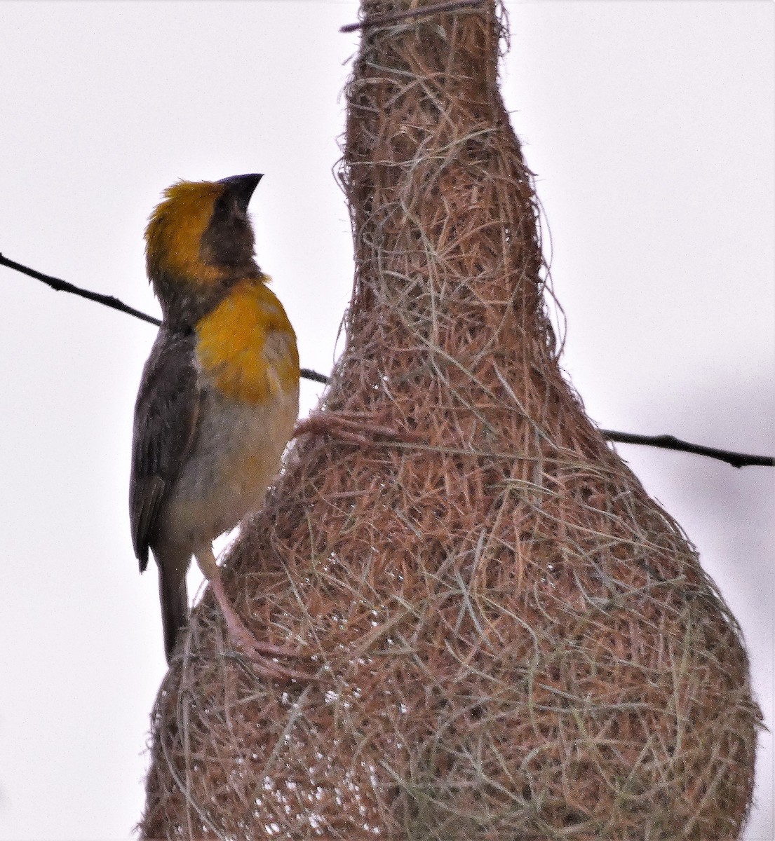 Baya Weaver - ML608284713