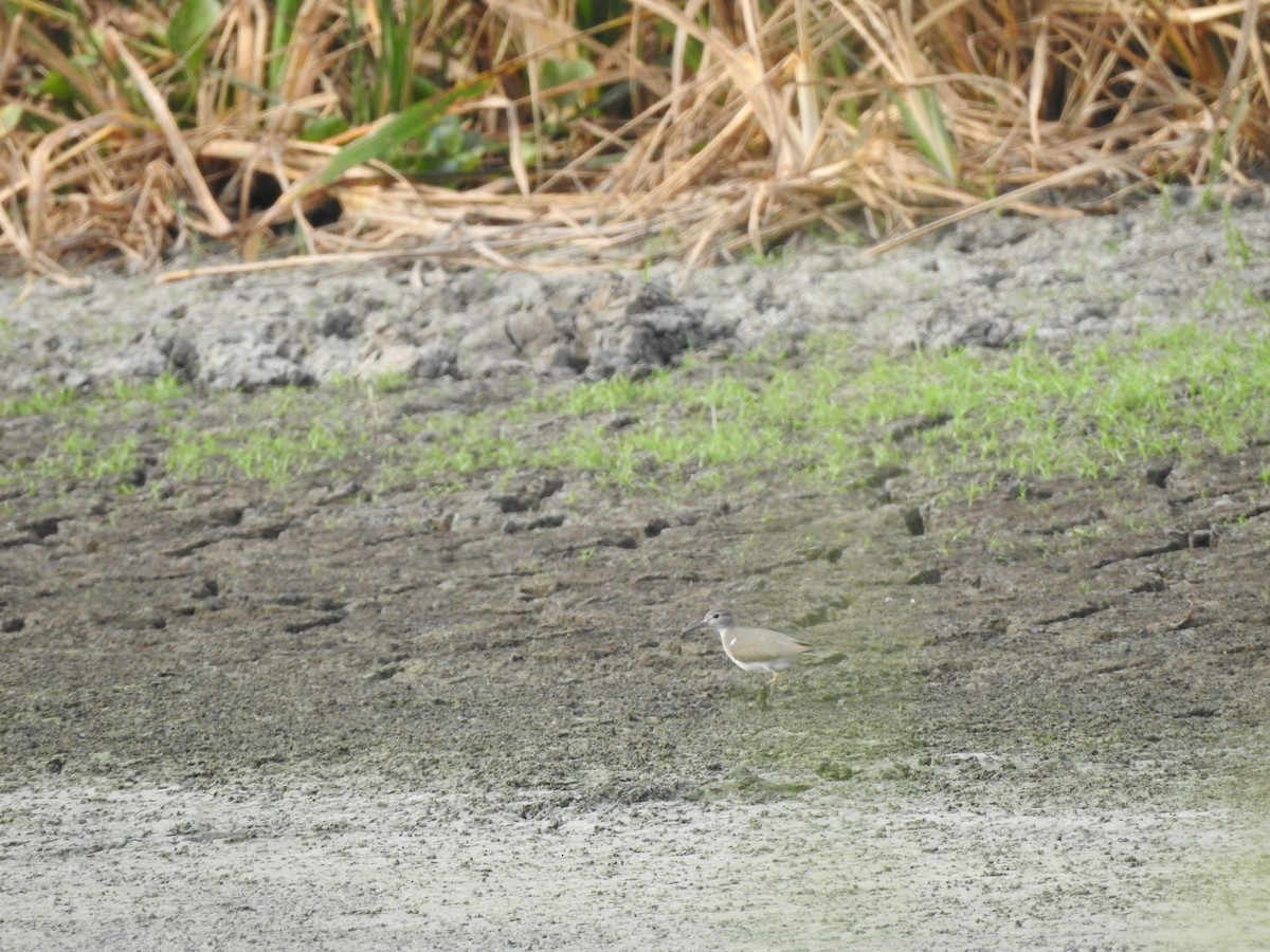 Spotted Sandpiper - ML608284835