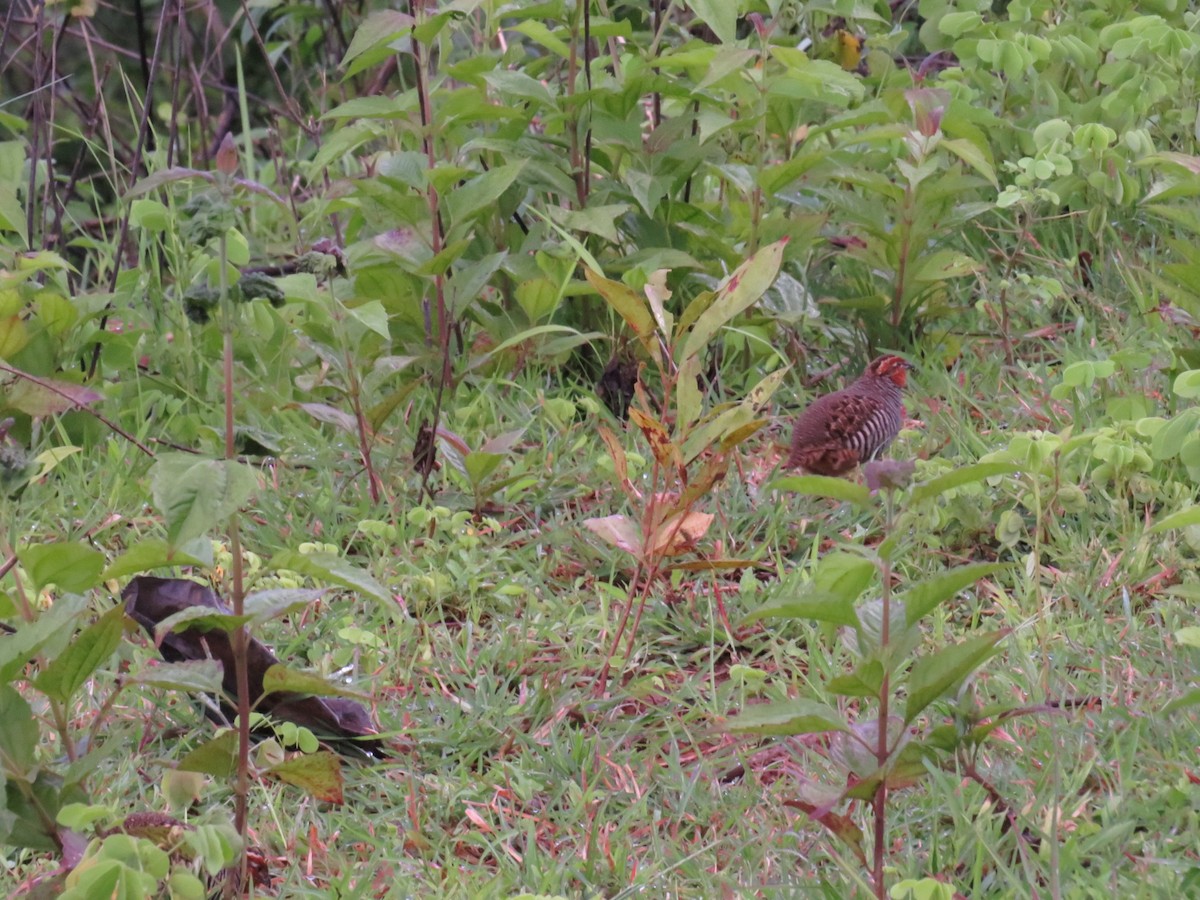 Jungle Bush-Quail - ML608284838
