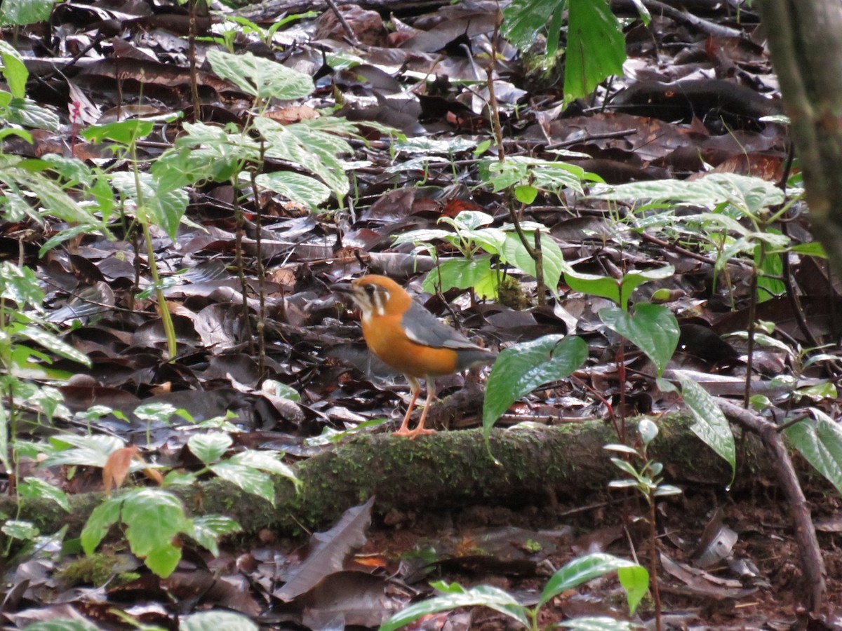 Orange-headed Thrush - ML608284879