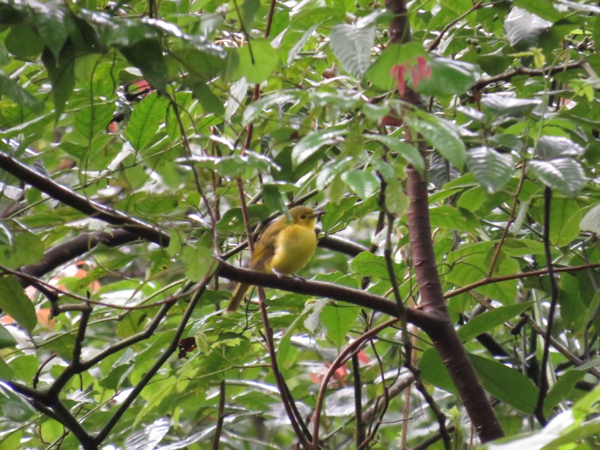 Yellow-browed Bulbul - ML608284882