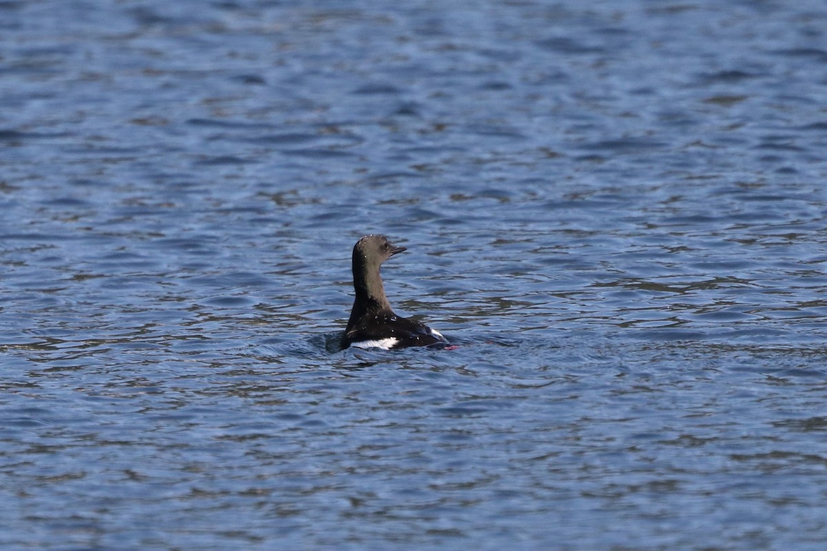 Black Guillemot - ML608284923