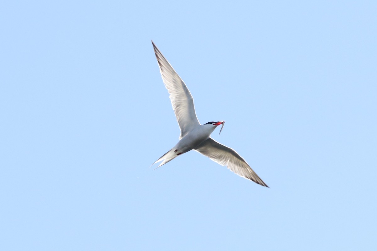 Common Tern - ML608284945