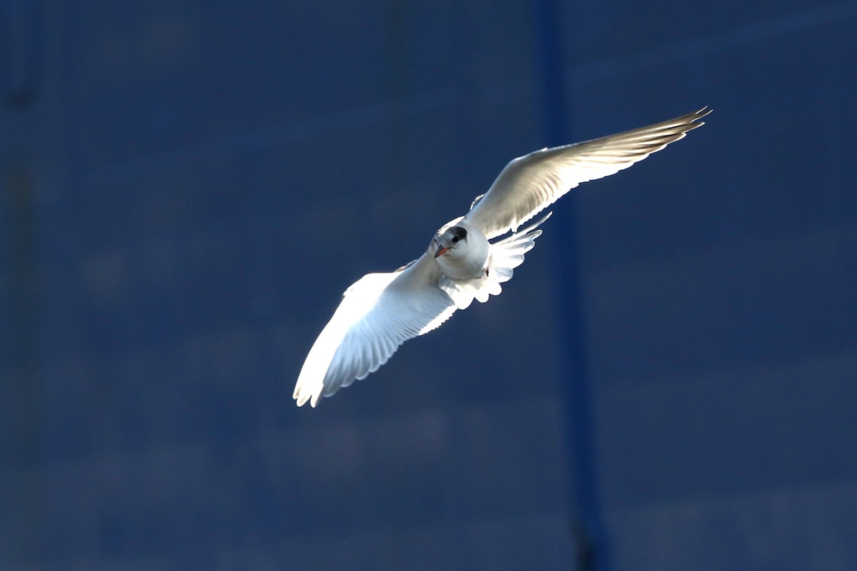 Common Tern - ML608284946