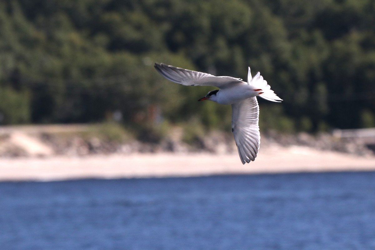 Common Tern - ML608284947