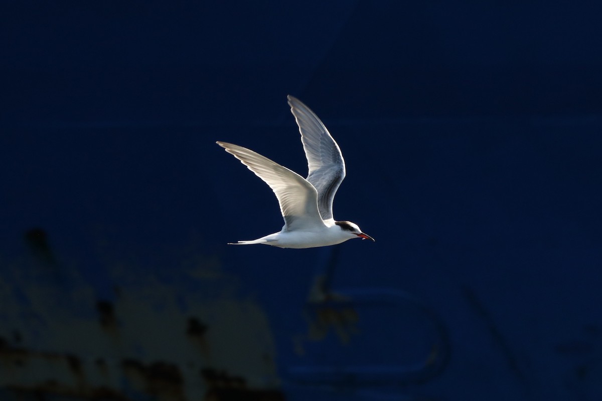 Common Tern - ML608284948
