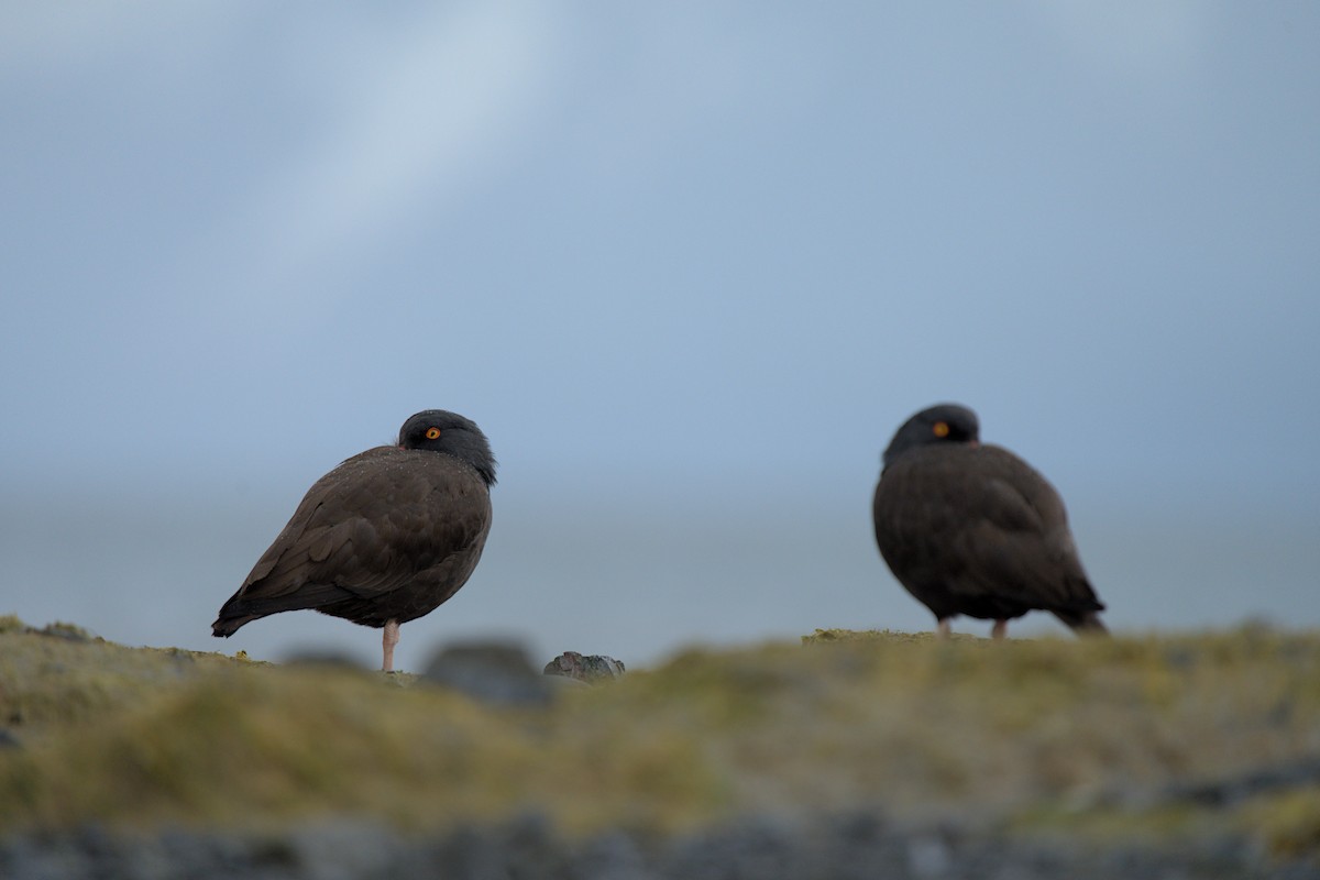 Black Oystercatcher - ML608284961