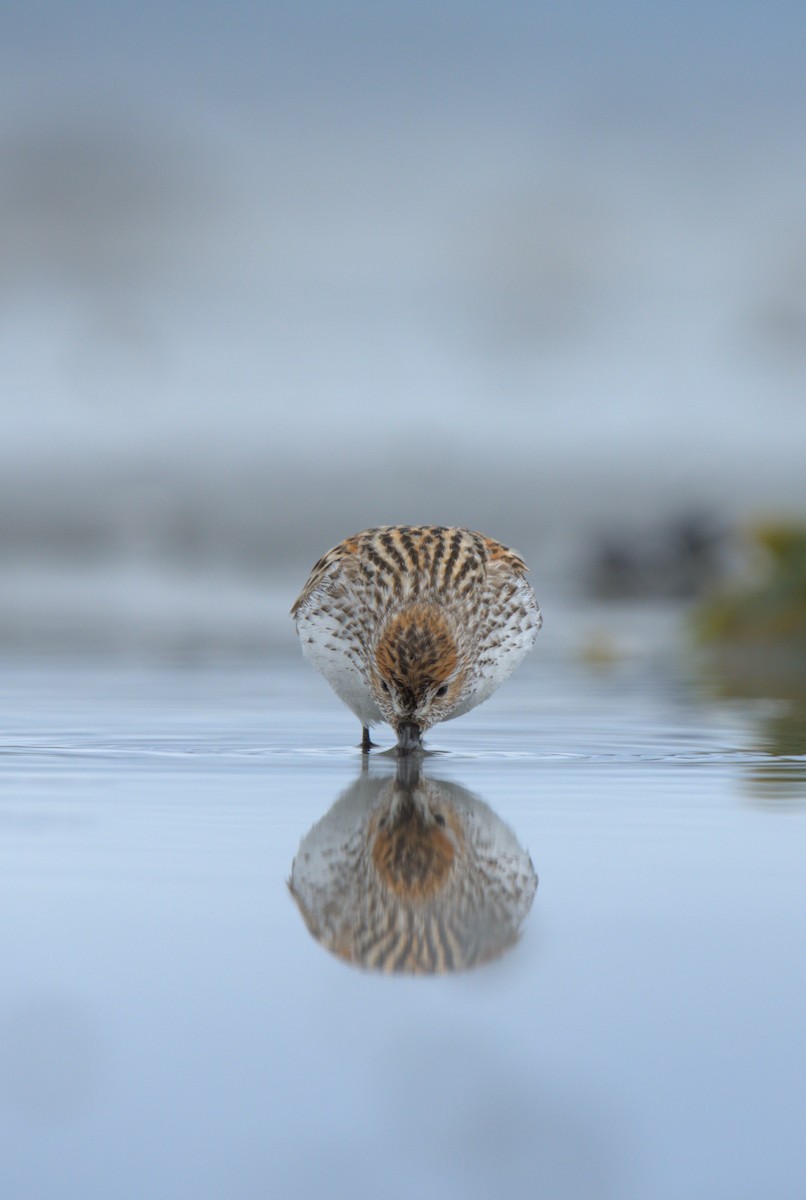 Western Sandpiper - ML608284965